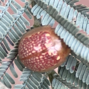 Paropsisterna decolorata at Dawson Street Gardens - 29 Feb 2024
