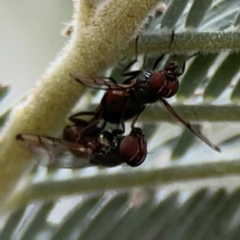 Pogonortalis doclea (Boatman fly) at Dawson Street Gardens - 29 Feb 2024 by Hejor1