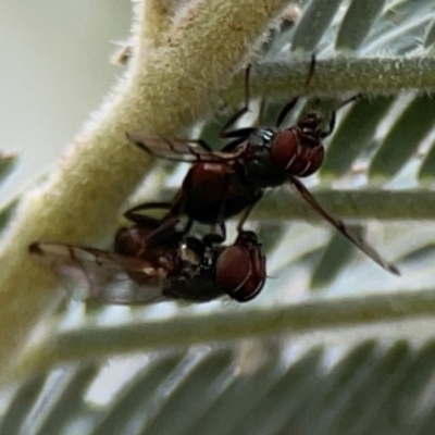 Pogonortalis doclea (Boatman fly) at Dawson Street Gardens - 28 Feb 2024 by Hejor1