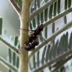 Pogonortalis doclea at Dawson Street Gardens - 29 Feb 2024