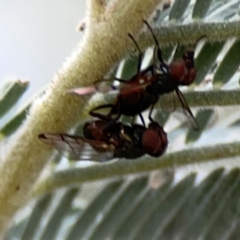 Pogonortalis doclea at Dawson Street Gardens - 29 Feb 2024