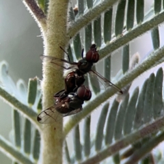 Pogonortalis doclea at Dawson Street Gardens - 29 Feb 2024 09:37 AM