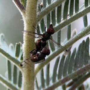 Pogonortalis doclea at Dawson Street Gardens - 29 Feb 2024