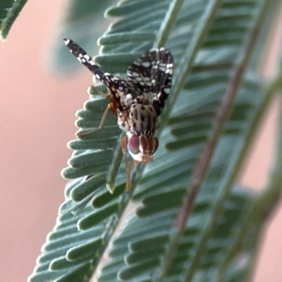 Austrotephritis fuscata (A fruit fly) at Curtin, ACT - 28 Feb 2024 by Hejor1