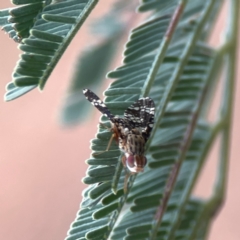 Austrotephritis fuscata at Dawson Street Gardens - 29 Feb 2024