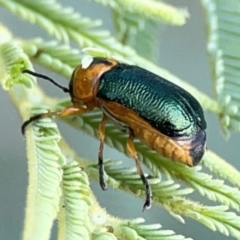 Aporocera (Aporocera) consors (A leaf beetle) at Dawson Street Gardens - 29 Feb 2024 by Hejor1