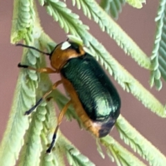 Aporocera (Aporocera) consors at Dawson Street Gardens - 29 Feb 2024