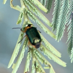 Aporocera (Aporocera) consors at Dawson Street Gardens - 29 Feb 2024