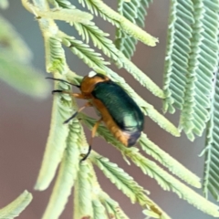 Aporocera (Aporocera) consors at Dawson Street Gardens - 29 Feb 2024