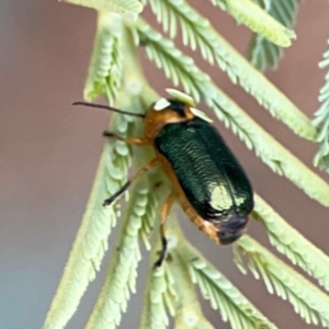 Aporocera (Aporocera) consors at Dawson Street Gardens - 29 Feb 2024 09:33 AM