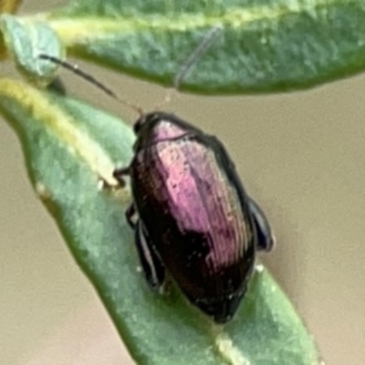 Arsipoda sp. (genus) (A flea beetle) at Curtin, ACT - 28 Feb 2024 by Hejor1