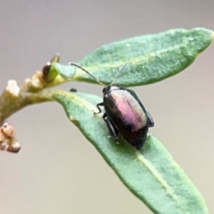 Arsipoda sp. (genus) at Dawson Street Gardens - 29 Feb 2024