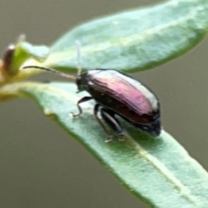 Arsipoda sp. (genus) at Dawson Street Gardens - 29 Feb 2024 09:33 AM