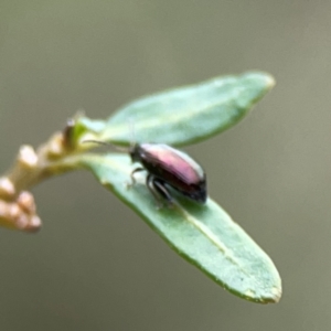 Arsipoda sp. (genus) at Dawson Street Gardens - 29 Feb 2024