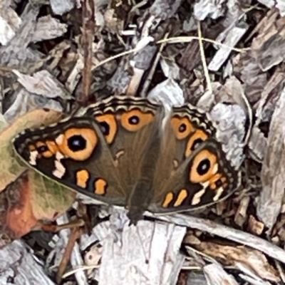 Junonia villida (Meadow Argus) at Curtin, ACT - 28 Feb 2024 by Hejor1
