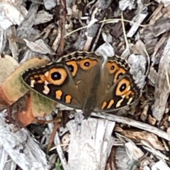 Junonia villida at Dawson Street Gardens - 29 Feb 2024 09:30 AM