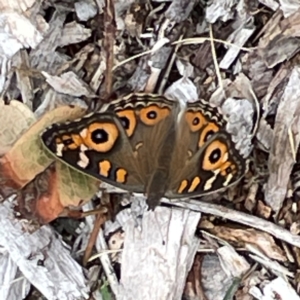 Junonia villida at Dawson Street Gardens - 29 Feb 2024