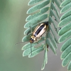 Monolepta froggatti (Leaf beetle) at Curtin, ACT - 28 Feb 2024 by Hejor1