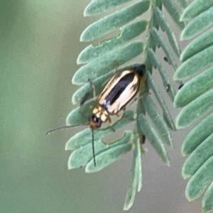 Monolepta froggatti at Dawson Street Gardens - 29 Feb 2024 09:26 AM