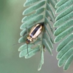 Monolepta froggatti at Dawson Street Gardens - 29 Feb 2024 09:26 AM