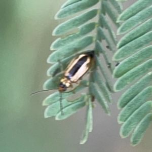 Monolepta froggatti at Dawson Street Gardens - 29 Feb 2024 09:26 AM