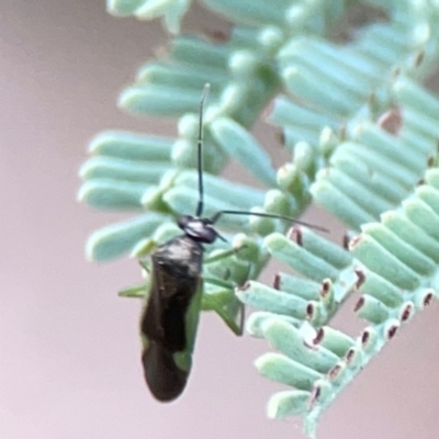 Rayieria sp. (genus) (Mirid plant bug) at Curtin, ACT - 28 Feb 2024 by Hejor1