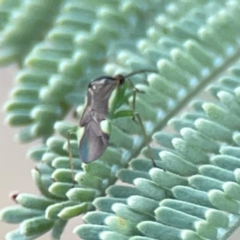 Rayieria sp. (genus) at Dawson Street Gardens - 29 Feb 2024