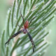 Araneinae (subfamily) at Curtin, ACT - 29 Feb 2024 by Hejor1