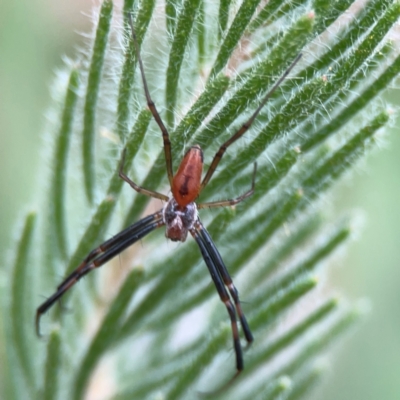 Unidentified Orb-weaving spider (several families) at Curtin, ACT - 28 Feb 2024 by Hejor1