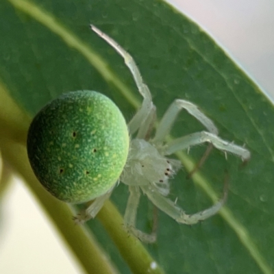 Araneus circulissparsus (species group) (Speckled Orb-weaver) at Curtin, ACT - 28 Feb 2024 by Hejor1