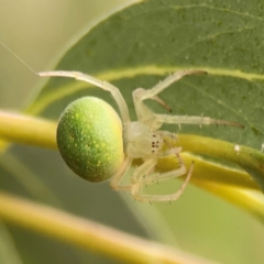 Araneus circulissparsus (species group) at Dawson Street Gardens - 29 Feb 2024