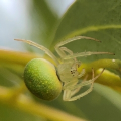 Araneus circulissparsus (species group) at Dawson Street Gardens - 29 Feb 2024 09:12 AM