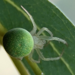 Araneus circulissparsus (species group) at Dawson Street Gardens - 29 Feb 2024 09:12 AM