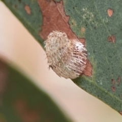 Cardiaspina sp. (genus) (Lace or Basket lerp) at Dawson Street Gardens - 29 Feb 2024 by Hejor1