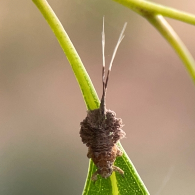 Fulgoroidea (superfamily) (Unidentified fulgoroid planthopper) at Dawson Street Gardens - 29 Feb 2024 by Hejor1