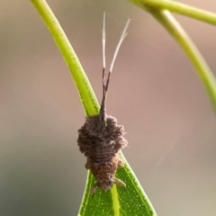 Fulgoroidea sp. (superfamily) at Dawson Street Gardens - 29 Feb 2024 09:05 AM