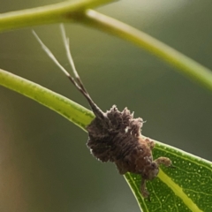 Fulgoroidea sp. (superfamily) at Dawson Street Gardens - 29 Feb 2024