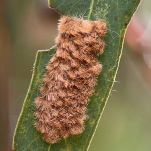 Lepidoptera unclassified IMMATURE at Dawson Street Gardens - 29 Feb 2024