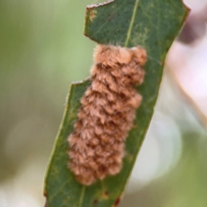 Lepidoptera unclassified IMMATURE at Dawson Street Gardens - 29 Feb 2024