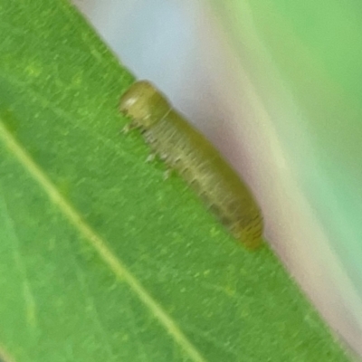 Coleoptera (order) immature (Unidentified immature beetle) at Dawson Street Gardens - 28 Feb 2024 by Hejor1