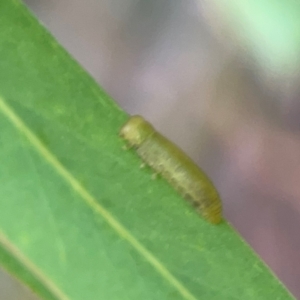 Coleoptera (order) immature at Dawson Street Gardens - 29 Feb 2024