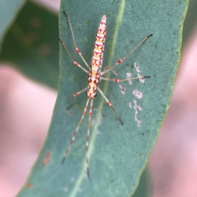 Rayieria sp. (genus) (Mirid plant bug) at Curtin, ACT - 28 Feb 2024 by Hejor1