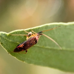 Miridae (family) (Unidentified plant bug) at Dawson Street Gardens - 28 Feb 2024 by Hejor1