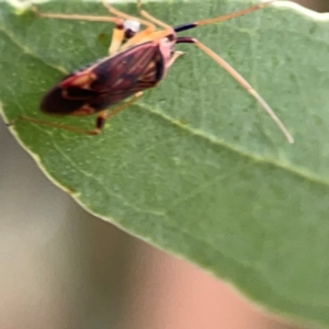 Miridae (family) at Dawson Street Gardens - 29 Feb 2024