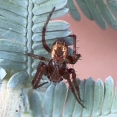 Unidentified Orb-weaving spider (several families) at Curtin, ACT - 28 Feb 2024 by Hejor1