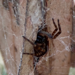 Badumna sp. (genus) at Dawson Street Gardens - 29 Feb 2024 08:57 AM