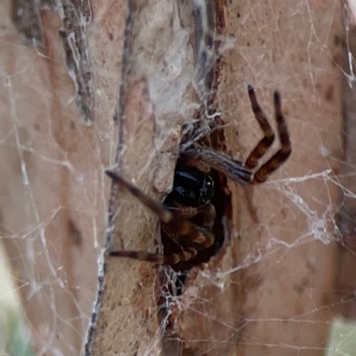 Badumna sp. (genus) (Lattice-web spider) at Curtin, ACT - 28 Feb 2024 by Hejor1