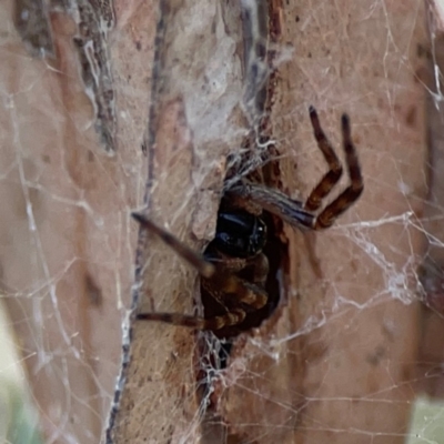 Badumna (genus) (Lattice-web spider) at Dawson Street Gardens - 29 Feb 2024 by Hejor1