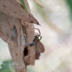 Badumna sp. (genus) at Dawson Street Gardens - 29 Feb 2024