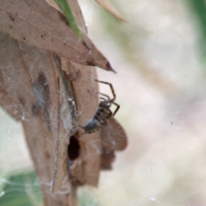 Badumna sp. (genus) at Dawson Street Gardens - 29 Feb 2024 08:57 AM